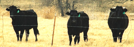 Tallulah, Tonya and Tenielle (L to R) in March, 2008