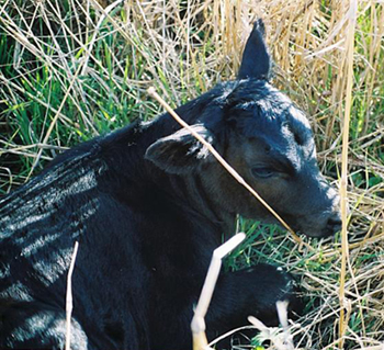 Baby Taxi taking a rest in the pasture