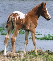 All The Rageous (Gina) by the pond