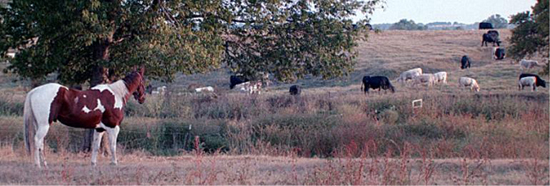 Pasquale watching cows in another pasture.