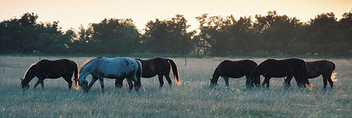 The Diamond Run Mares