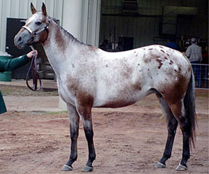 Libby showing Broodmares in October, 2004