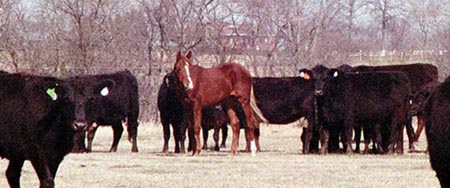 Maggie the cow horse