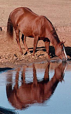 Natalie reflected in the pond