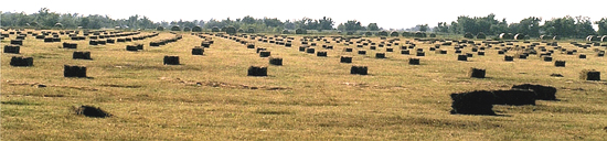 Diamond Run Farm 2008 hay crop