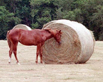 Hay Inspector Maggie