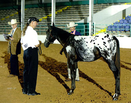 Cheney at the 2008 AAAC