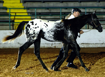 Cheney at the 2008 AAAC