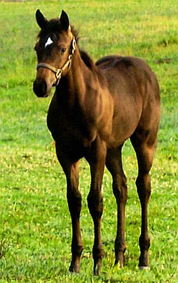 Dottie in spring of 2008