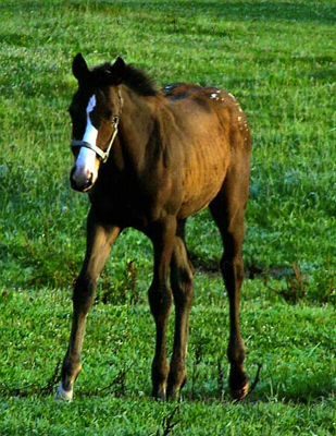 Roxie in the spring of 2008